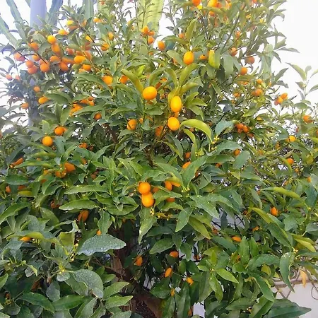 Stylish 2-bed Duplex Townhouse, Full Kitchen, Access To Three Pools, Minutes From Puerto Banus, By 